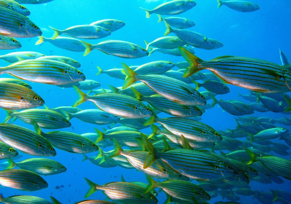 Морской Нектон