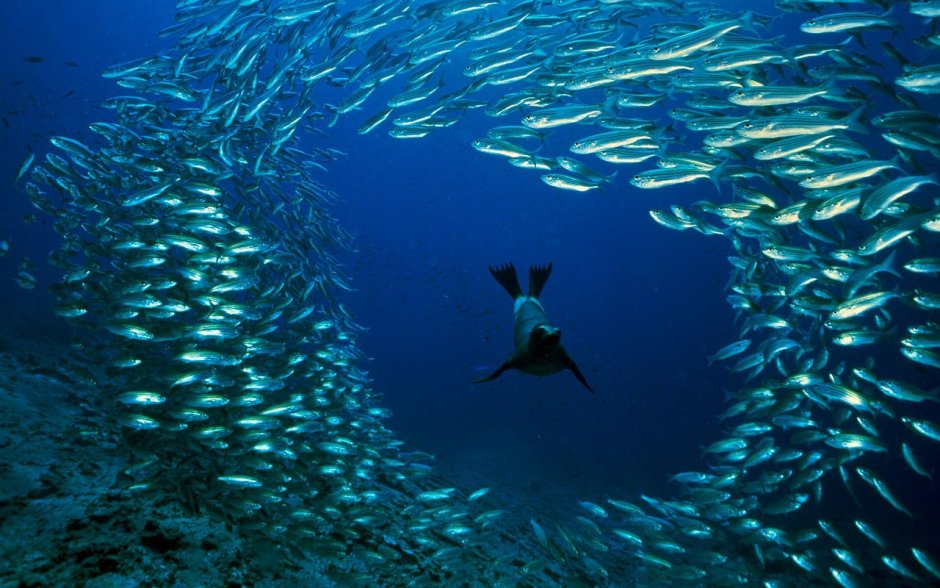 Дэвид Дубиле круг барракуд