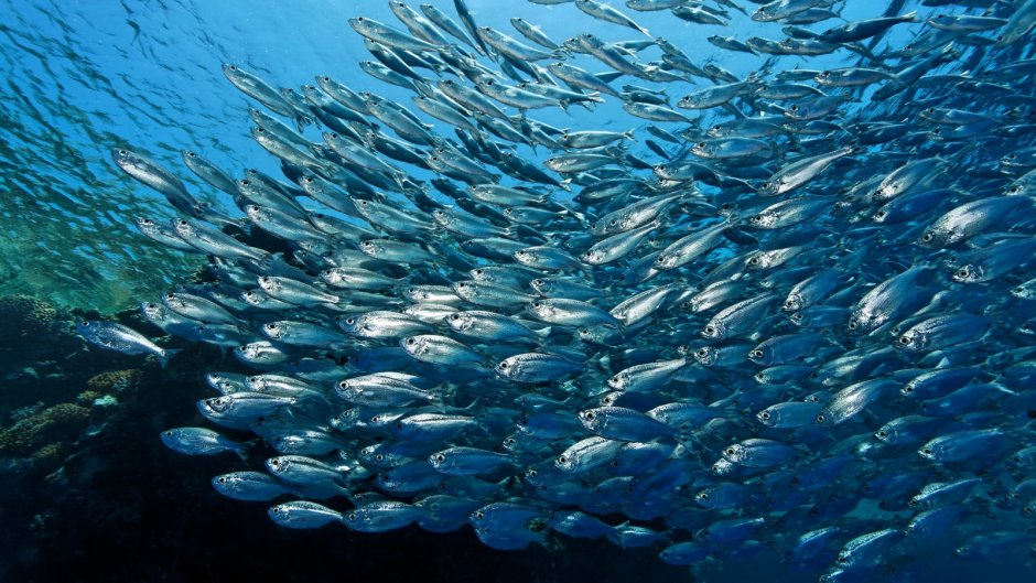 Планктон Нектон бентос