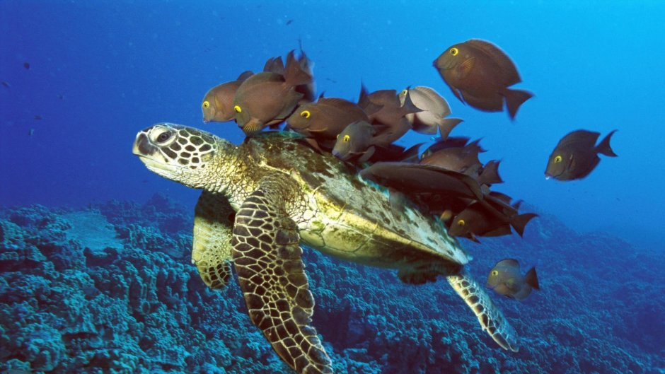 Атлантический океан подводный мир