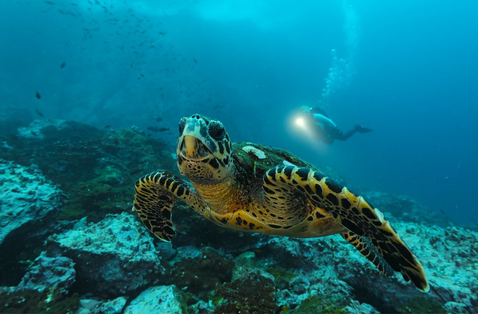 Обитатели мирового океана