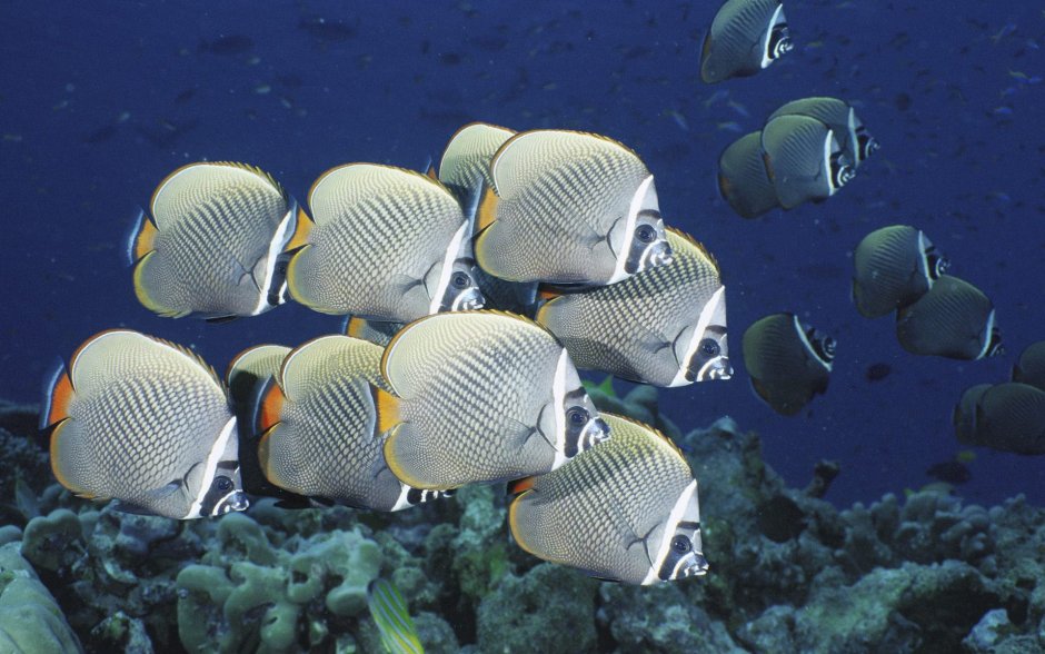 Бабочка пакистанская краснохвостая , m /Chaetodon collare