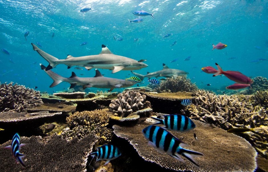 Фауна Фиджи