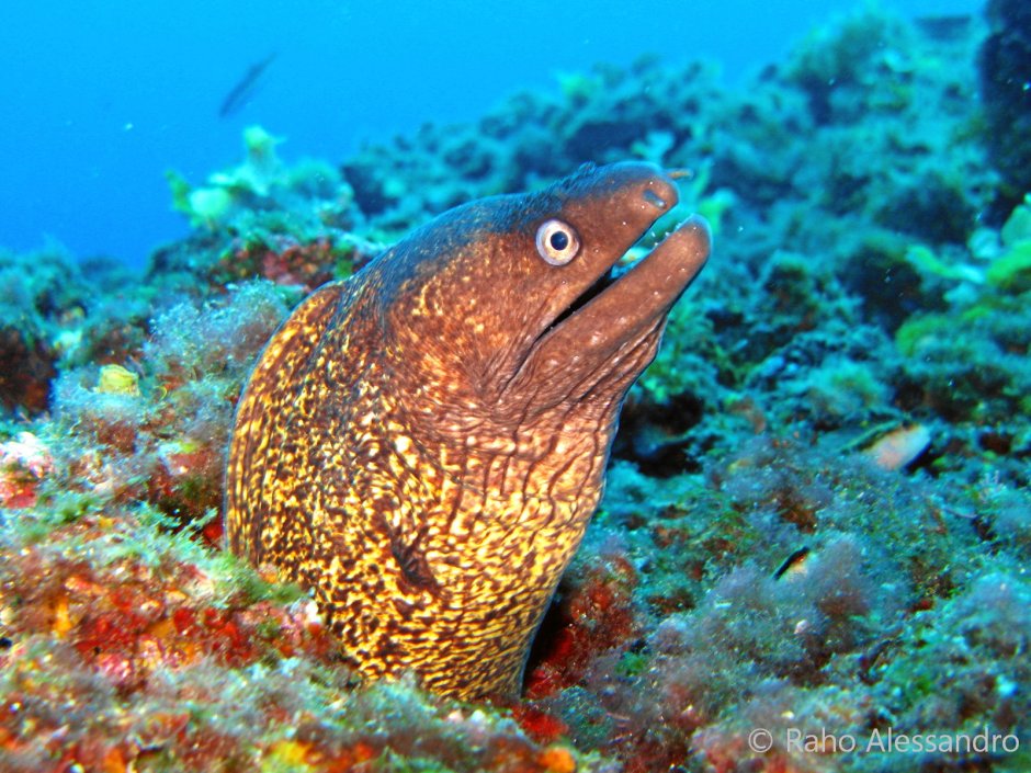 Обитатели морей и океанов Нектоны