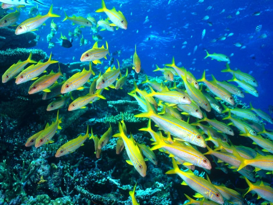 Стаи рыб в океане