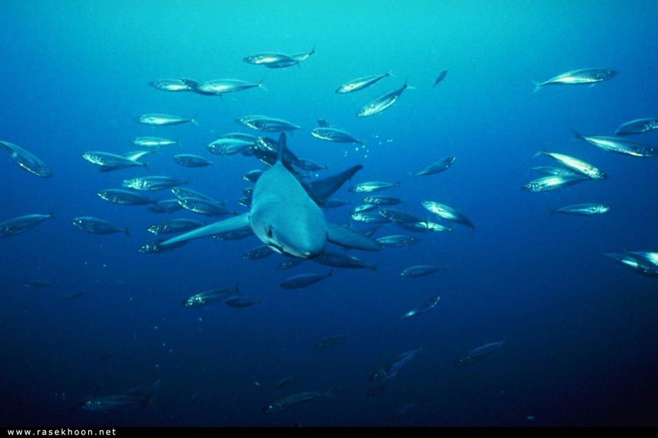 Морской Нектон