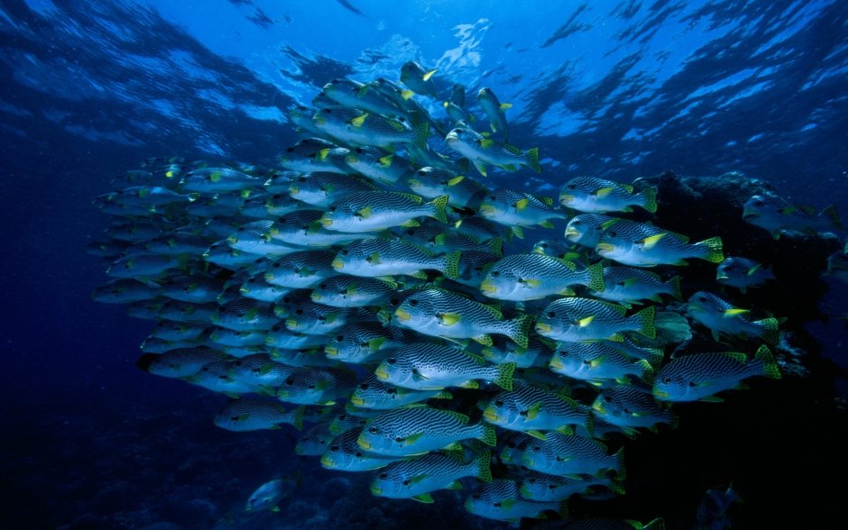 Промысловые гидробионты Тихого океана