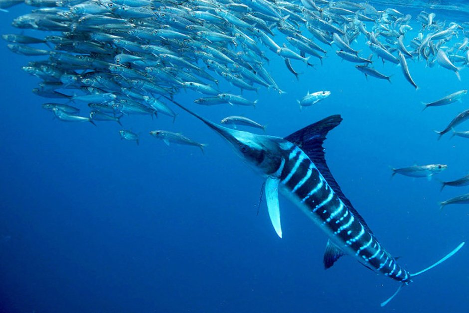 Марлин рыба индийский океан