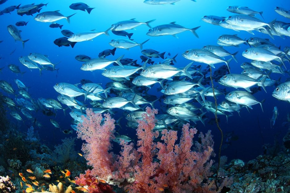 Рыбы Атлантического океана