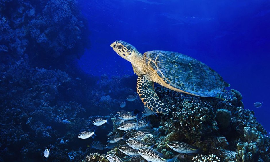 Морской Нектон