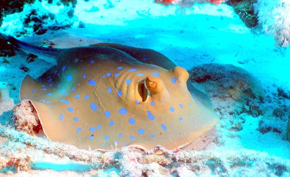 Синепятнистый Скат-хвостокол