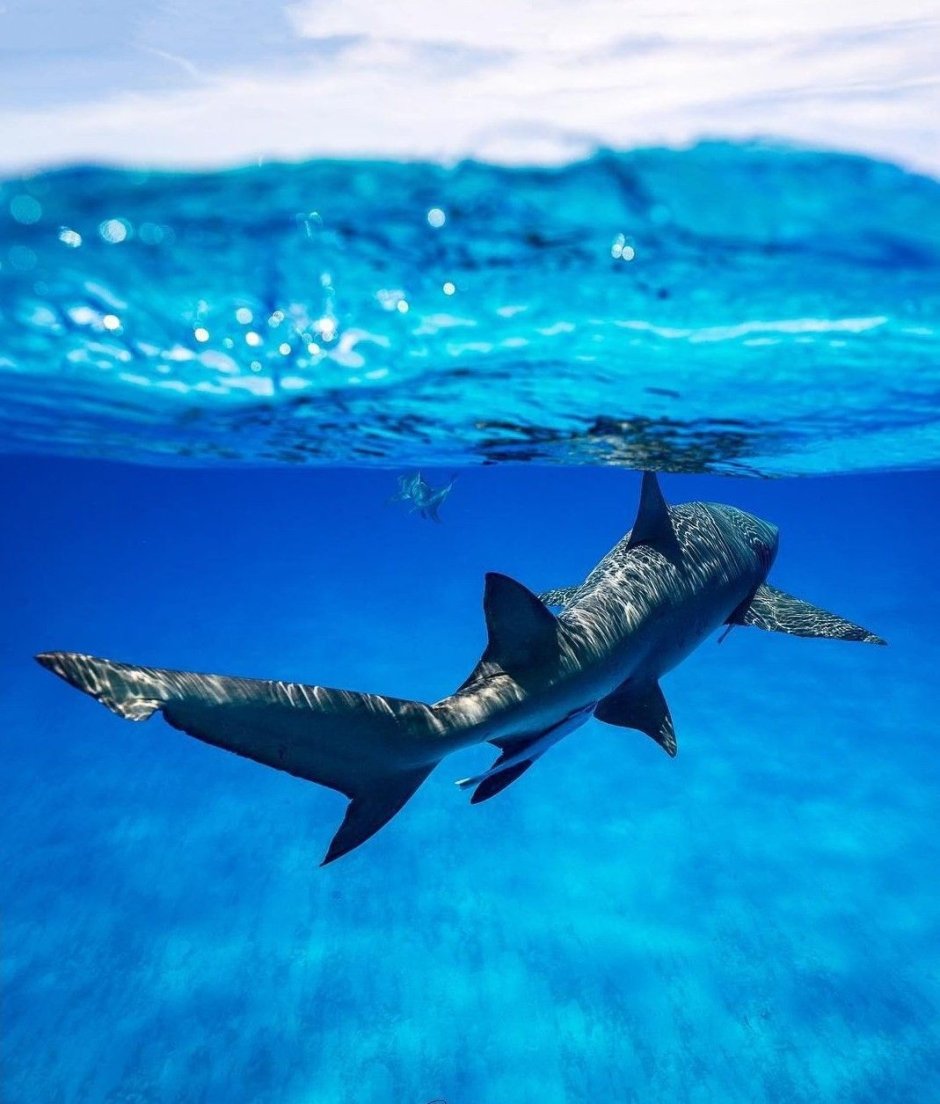 Акула в море