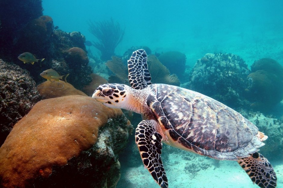 Морская черепаха среда обитания