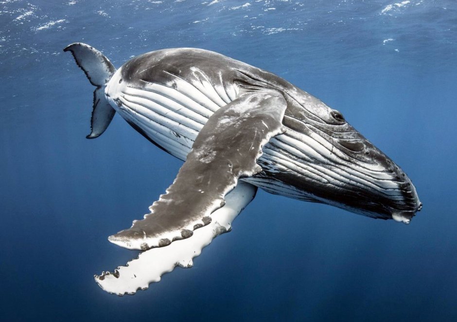 Малый полосатик кит