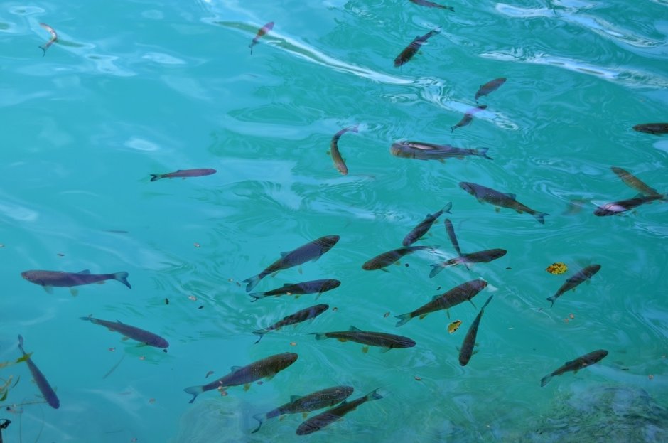 Озеро с рыбками