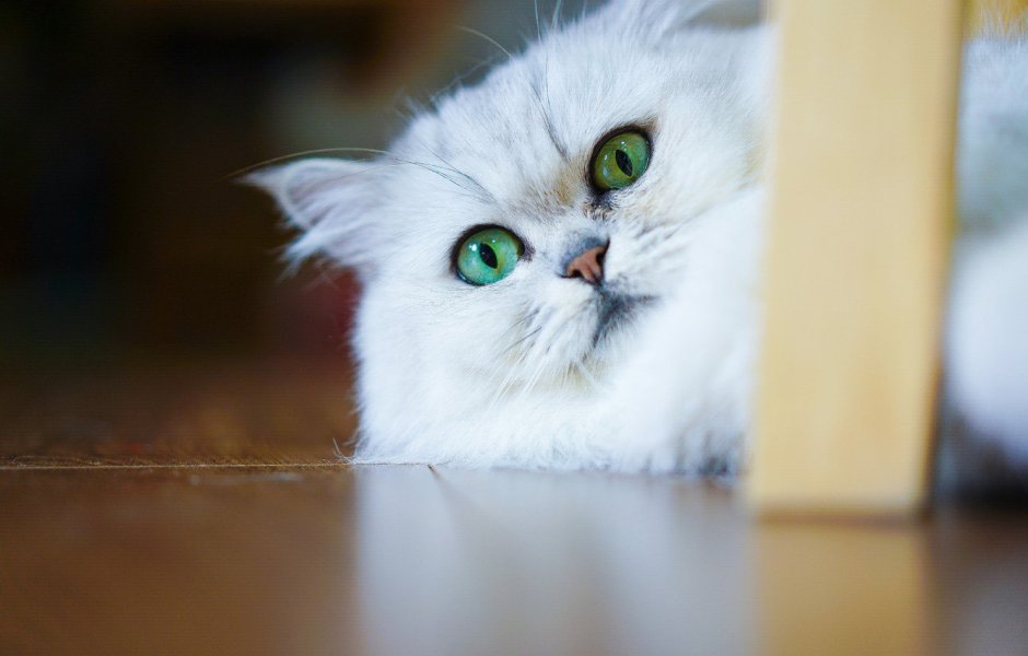 Кошачий глаз в профиль