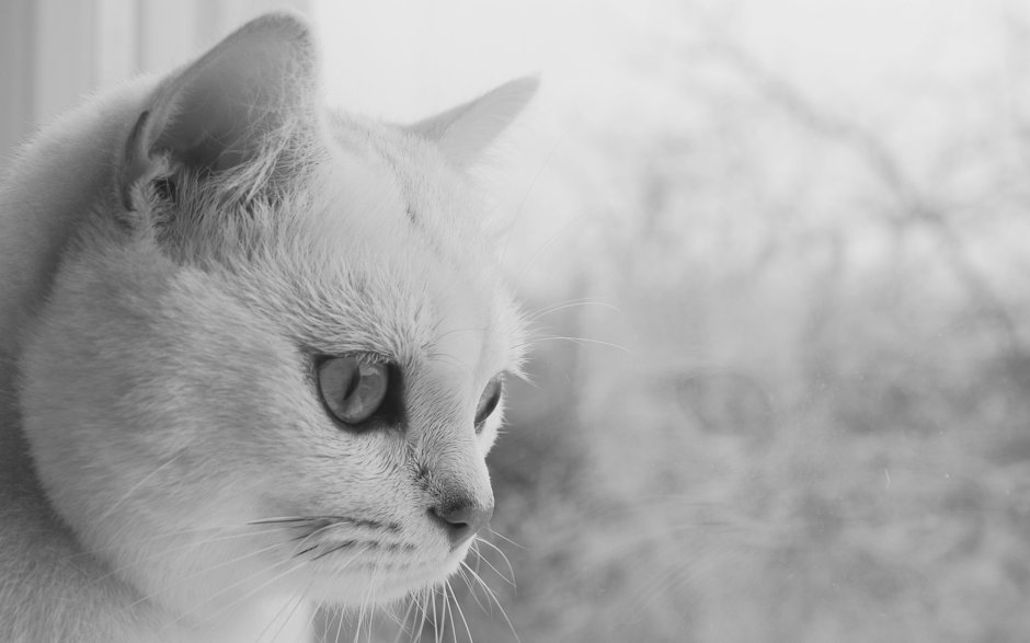 Кошка с голубыми глазами