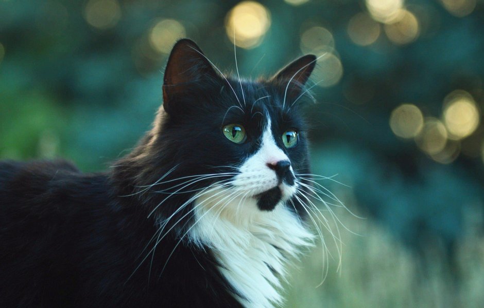 Котенок с зелеными глазами