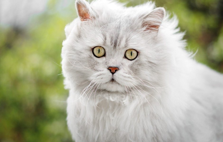 Сибирская зеленоглазая кошка
