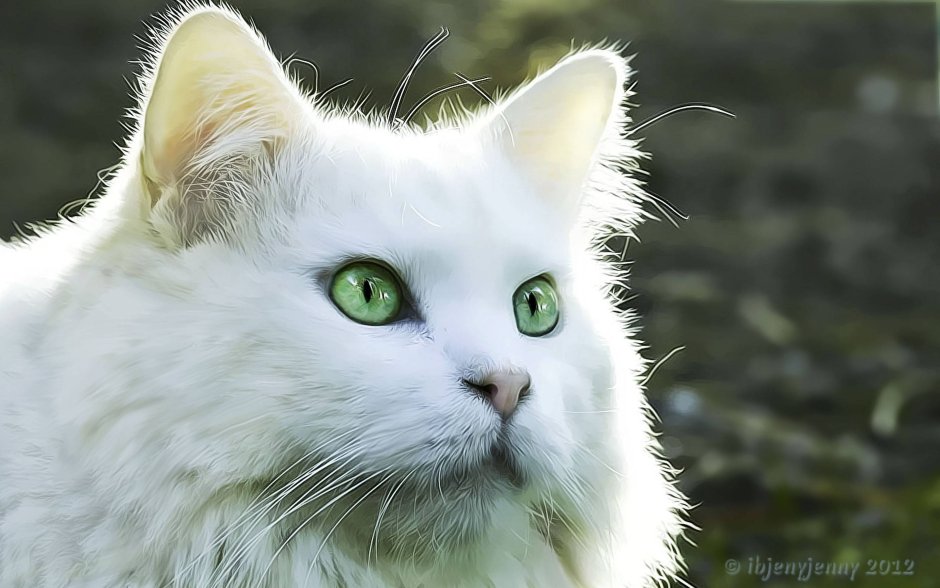 Белая кошка с зелеными глазами