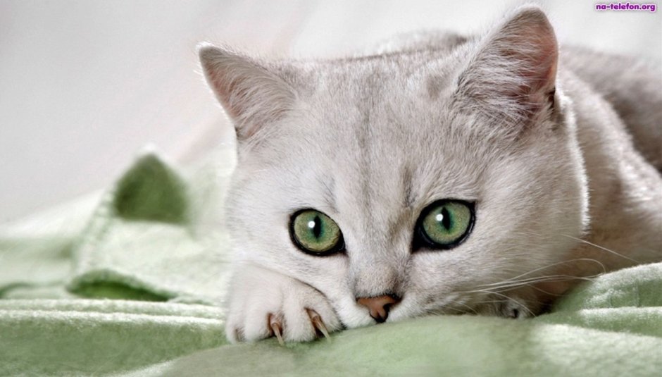 Классные белые коты