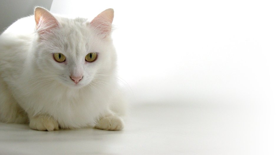 Белый котенок с зелеными глазами
