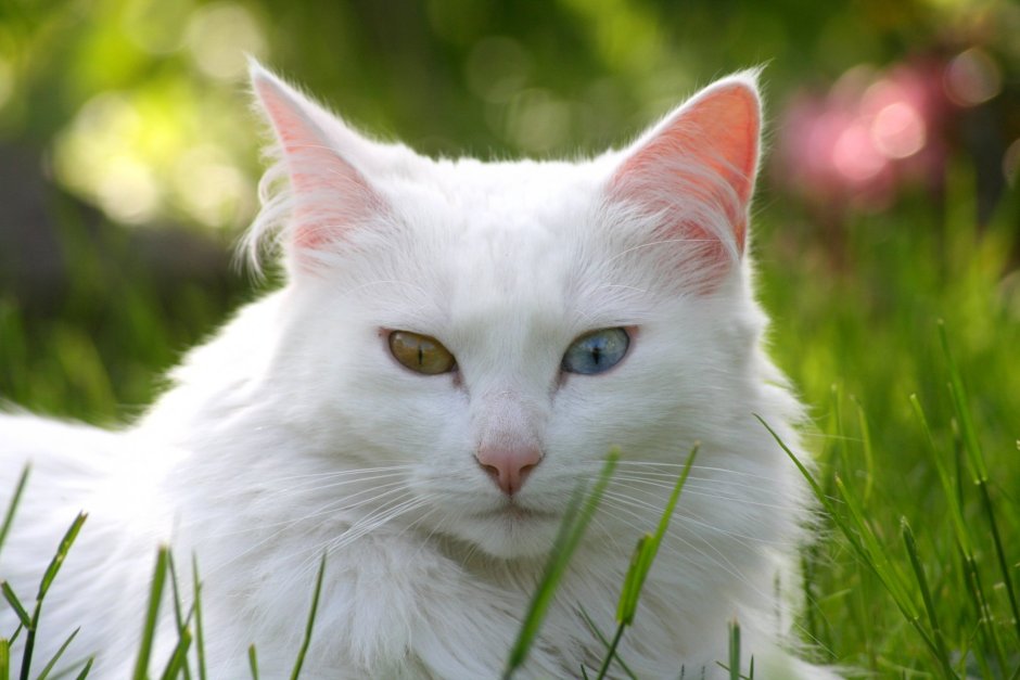 Кошка белая