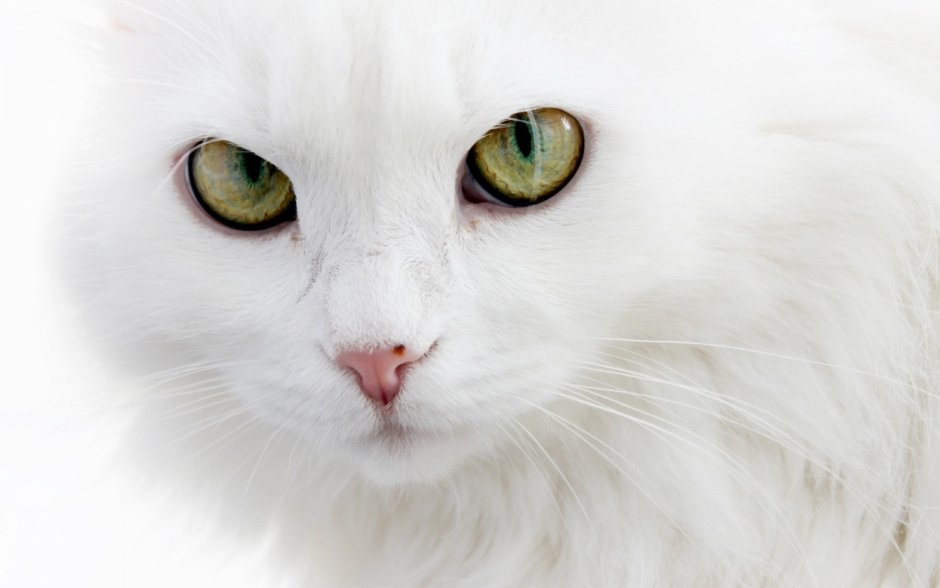 Взгляд кошки