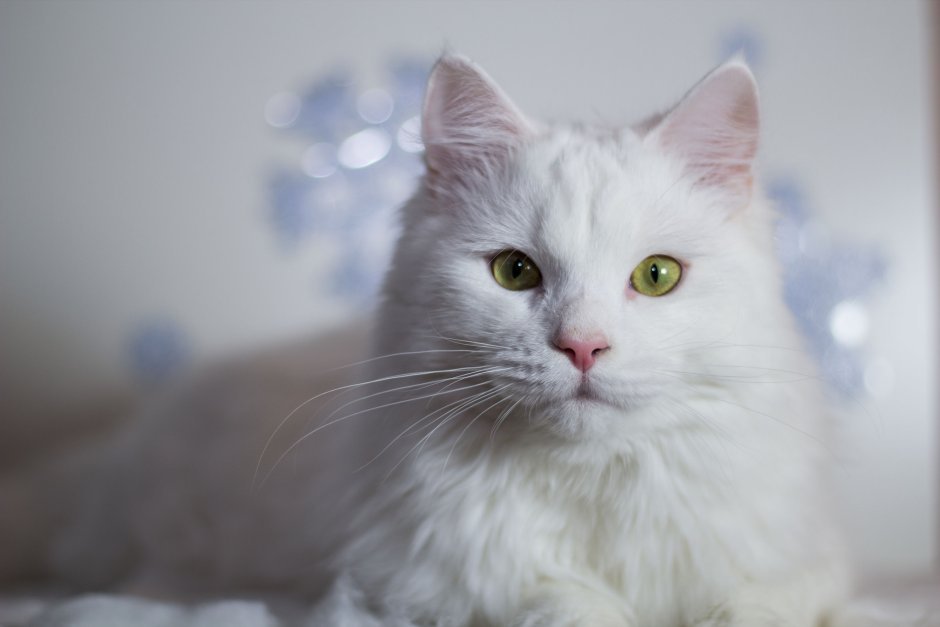 Черная кошка с зелеными глазами