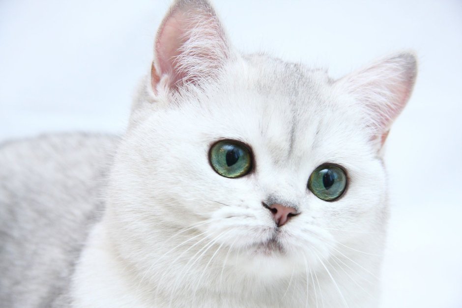 Белые коты с голубыми глазами