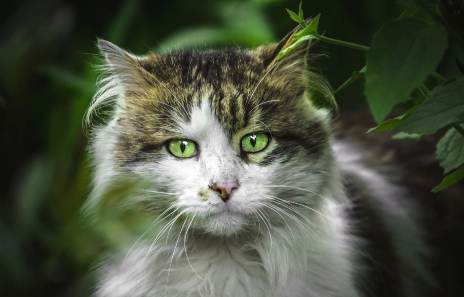Чёрный кот с зелёными глазами