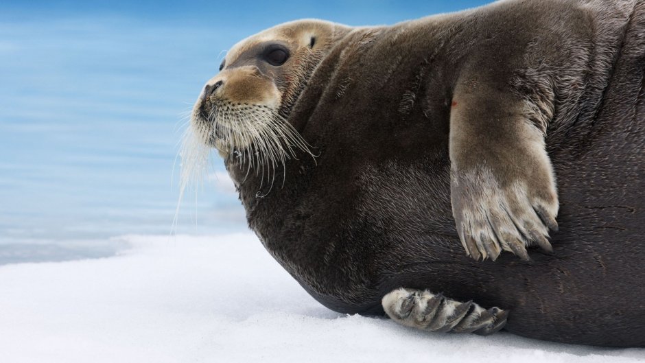 Морской заяц (Erignathus barbatus)
