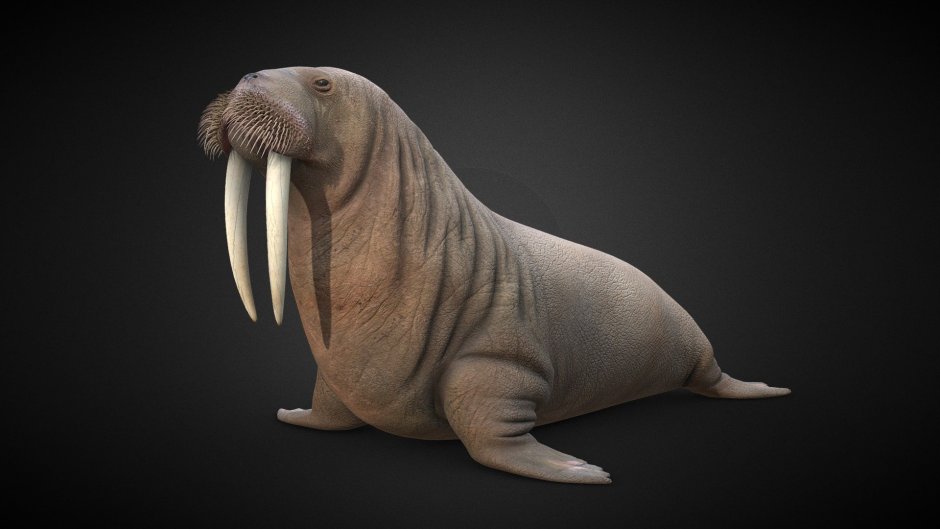 Atlantic Walrus