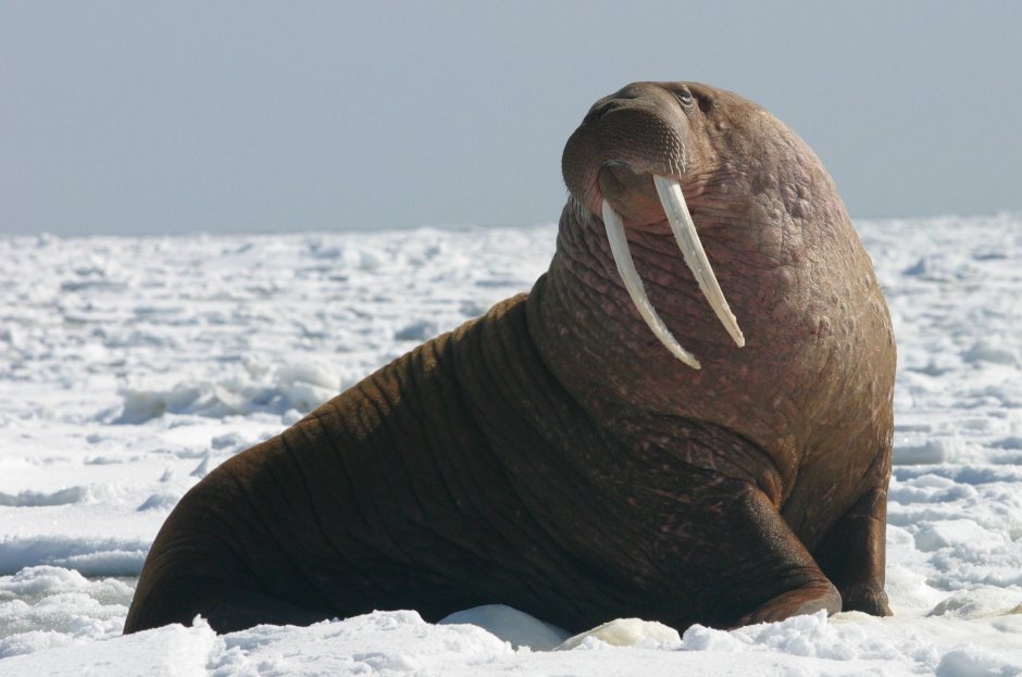 Лаптевский морж