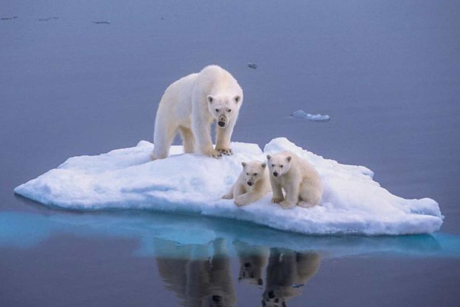 Полар бир (Polar Bear)