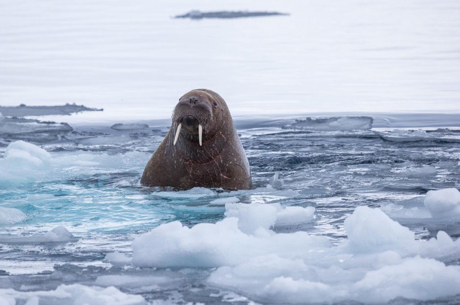 Атлантический морж ЯНАО