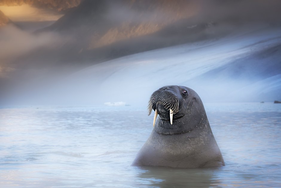 Морж подводный мир