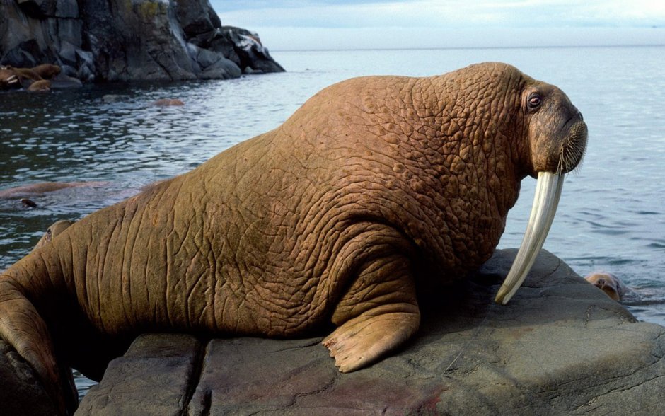 Морж (Odobenus rosmarus)