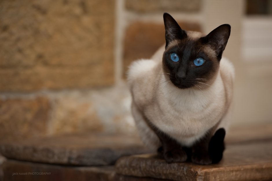 Тайская Сиамская коричневая кошка