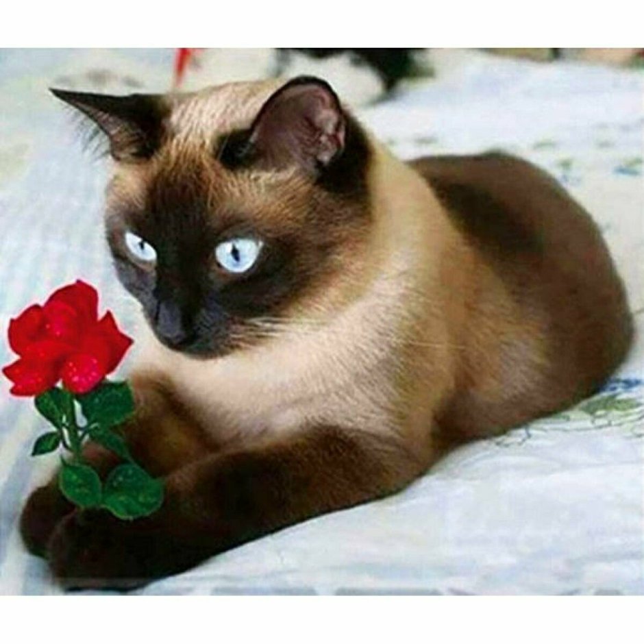 Сиамские котята