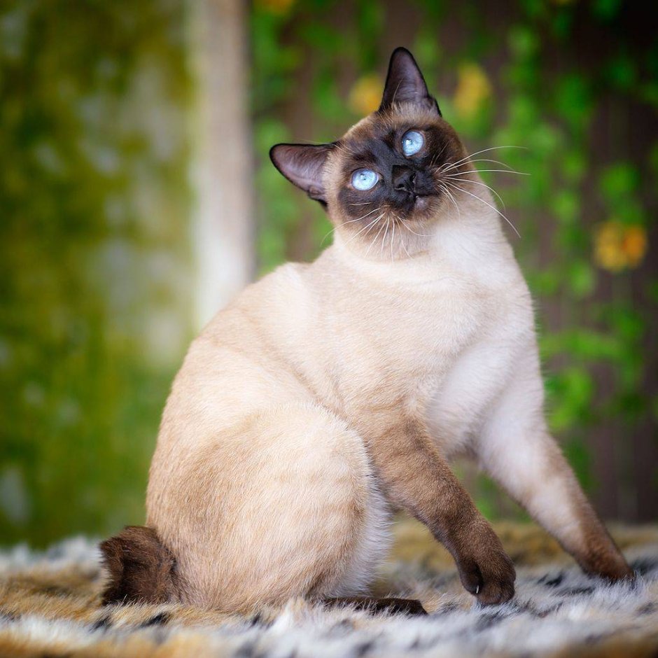 Сиамская кошка