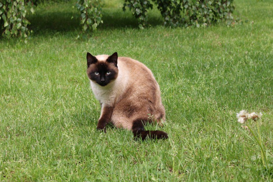 Королевская Сиамская кошка