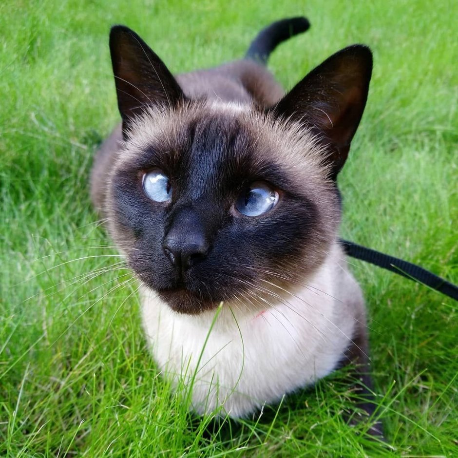 Кошка юм юм