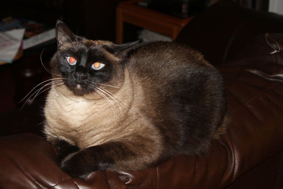 Королевский сиамский кот