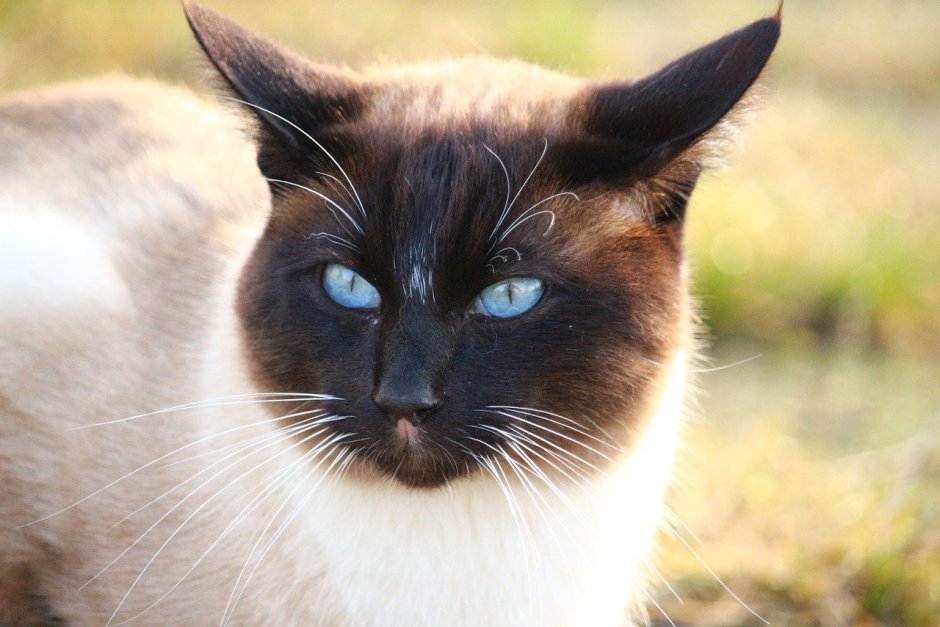 Сиамский кот коричневый