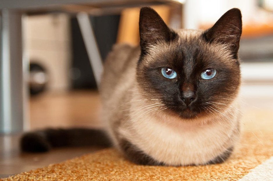 Сиамский кот косоглазый