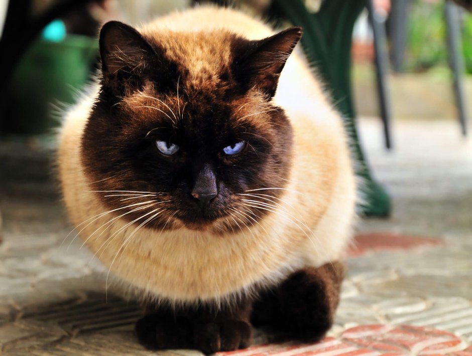 Жирный сиамский кот