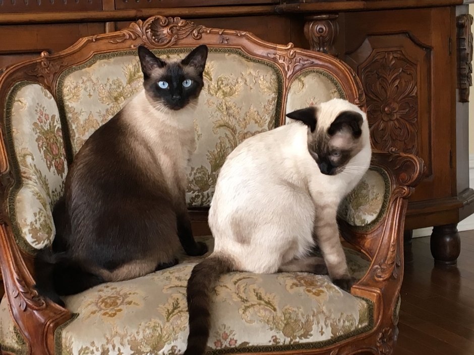 Сиамская кошка
