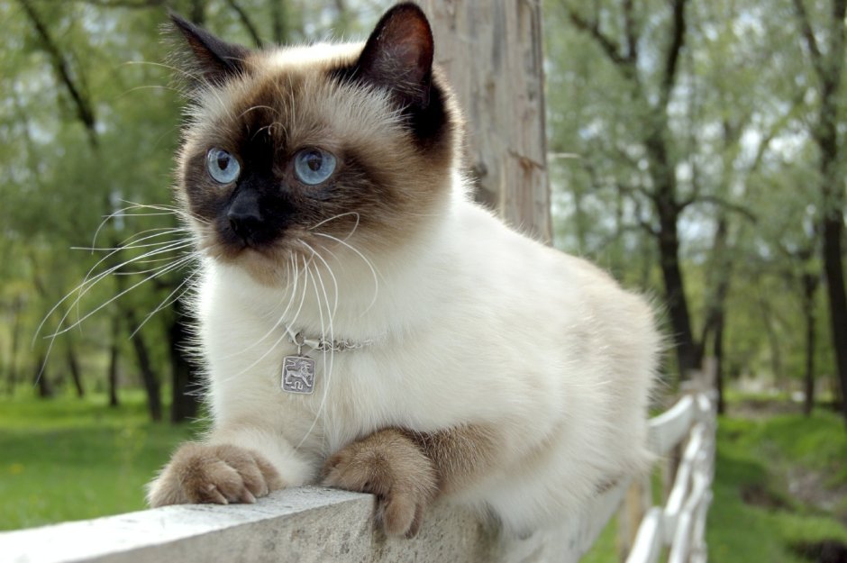 Сиамская кошка Эль Грейтаун