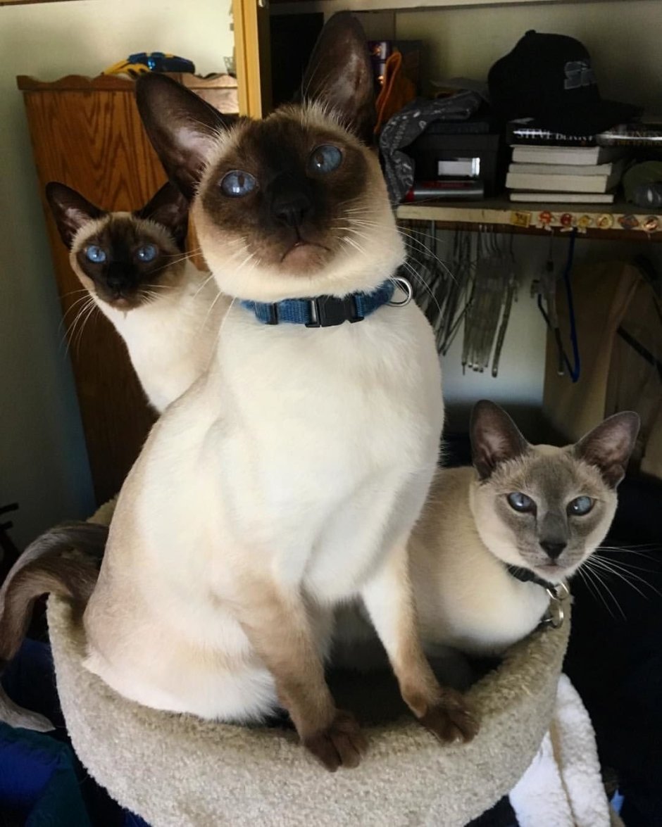 Сиамская турецкая кошка